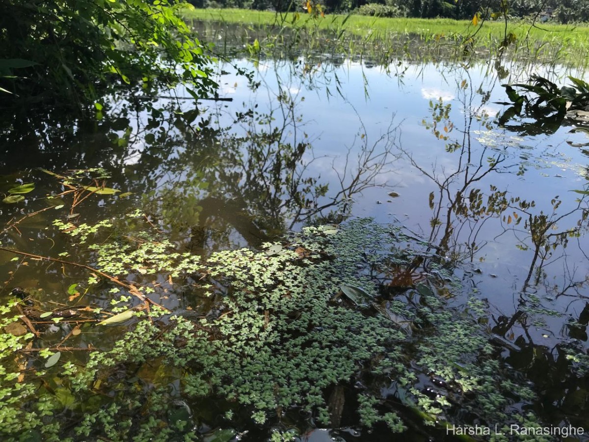 Spirodela punctata (G.Mey.) C.H.Thomps.